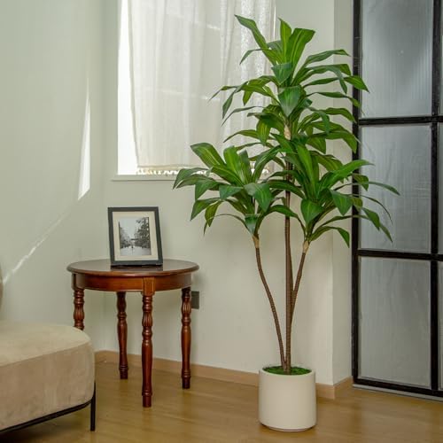 VIVATREES 6FT Artificial Dracaena Tree with White Planter