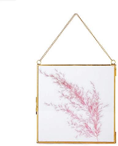 NCYP Double Glass Frame 8x8 Inch for Dried Flowers and Photos
