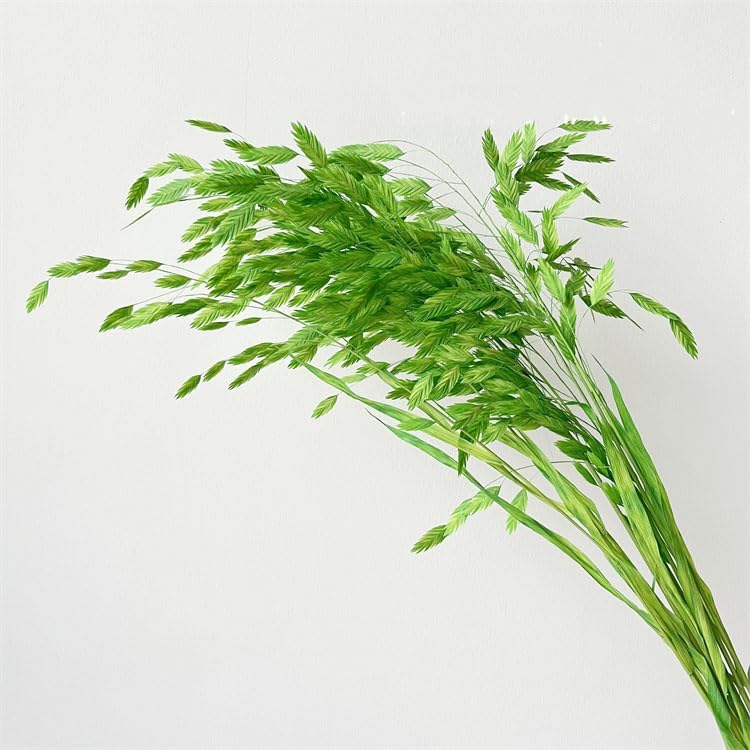 Dried Chasmanthium Grass Bundle 20 Stems 15-17 Inch Light Green