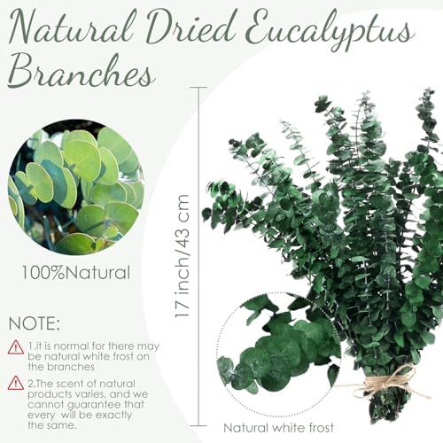 100 Pcs Large Dried Eucalyptus Stems for Home Decor