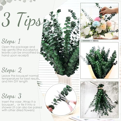 100 Pcs Large Dried Eucalyptus Stems for Home Decor