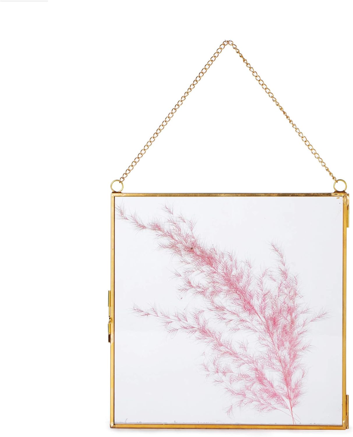 NCYP Double Glass Frame 8x8 Inch for Dried Flowers and Photos